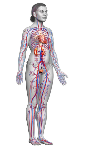 Reso Illustrazione Clinicamente Accurata Dei Reni Femminili Del Sistema Circolatorio — Foto Stock