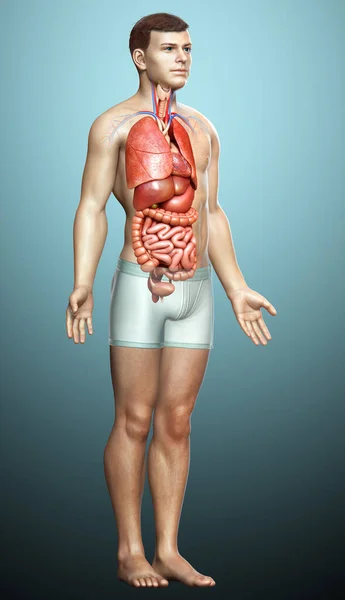 Rendered Medically Accurate Illustration Male Internal Organs — Stock Photo, Image