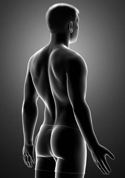 Vykreslené Ilustrace Mužského Těla — Stock fotografie