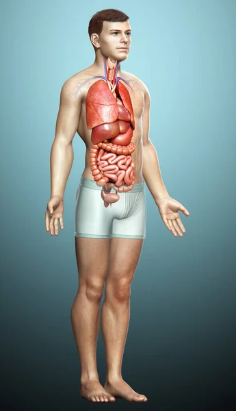 Тривимірна Медично Точна Ілюстрація Чоловічих Внутрішніх Органів — стокове фото