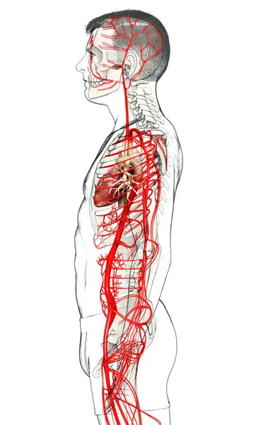 Renderizado Ilustración Médicamente Precisa Las Arterias Masculinas — Foto de Stock