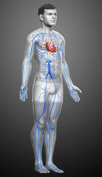 Renderizado Ilustração Medicamente Precisa Uma Anatomia Das Veias Masculinas — Fotografia de Stock