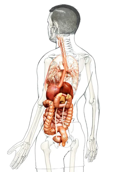 Reso Illustrazione Clinicamente Accurata Maschio Digestive Syste — Foto Stock