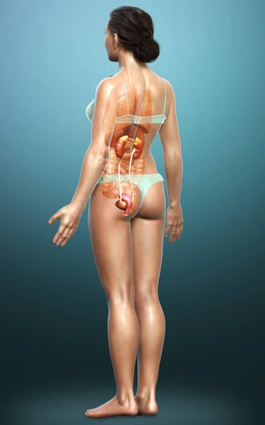 Rendered Medically Accurate Illustration Female Kidneys — Stock Photo, Image