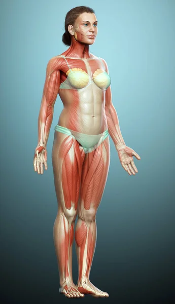 Оказана Медицинская Точная Иллюстрация Женской Мышечной Системы — стоковое фото