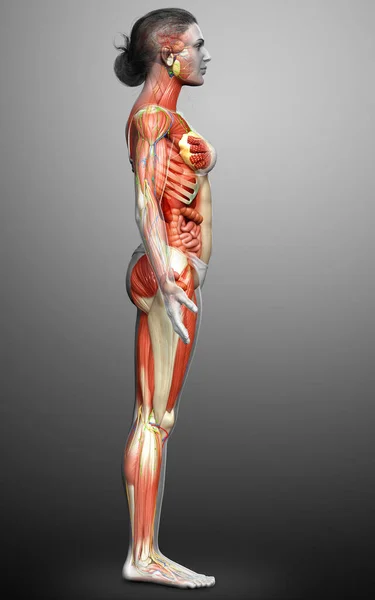 3d rendered medically accurate of the female anatomy