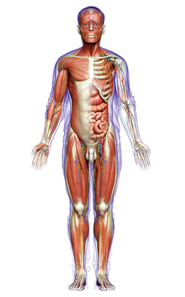 Tıbbi Olarak Erkek Anatomisini Doğruluyor — Stok fotoğraf