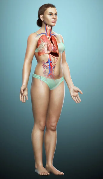 Illustration Médicalement Précise Une Anatomie Pulmonaire Féminine — Photo