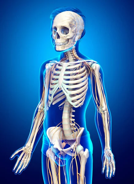 Оказана Медицинская Точная Иллюстрация Молодой Нервной Системы Мальчика Скелетной Системы — стоковое фото