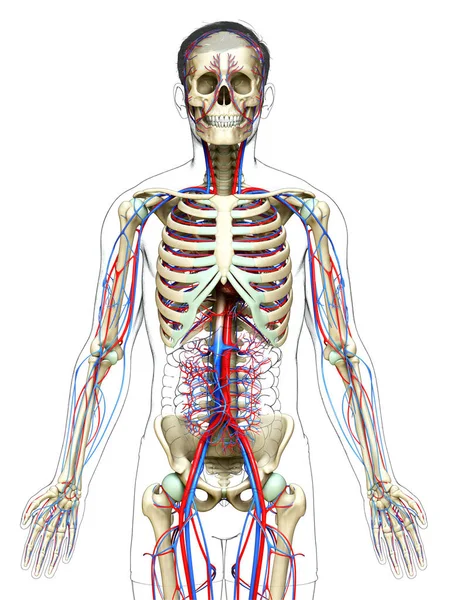 Καθιστούν Ιατρικά Ακριβή Απεικόνιση Του Ανδρικού Κυκλοφορικού Και Σκελετικού Συστήματος — Φωτογραφία Αρχείου