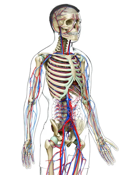 Renderizado Ilustración Médicamente Precisa Del Sistema Circulatorio Esquelético Masculino —  Fotos de Stock