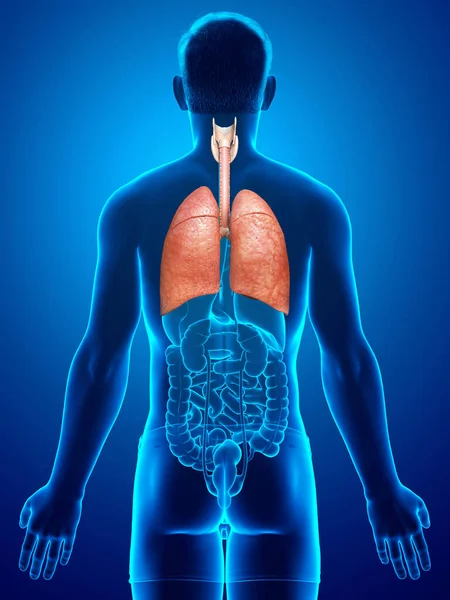 Rendered Medically Accurate Illustration Male Lung Anatomy — Stock Photo, Image