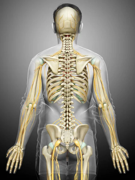 Renderizado Ilustração Medicamente Precisa Sistema Nervoso Sistema Esqueleto — Fotografia de Stock