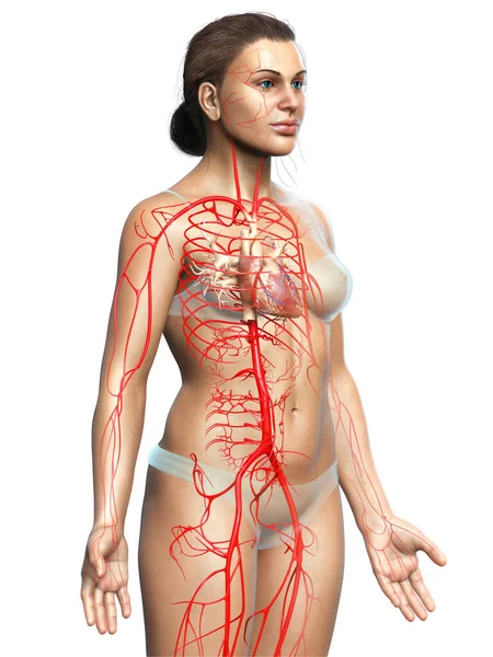 Reso Illustrazione Clinicamente Accurata Delle Arterie Femminili — Foto Stock