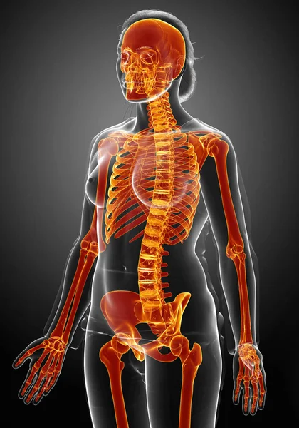 Rendered Medically Accurate Illustration Female Skeleton System High Lighted — Stock Photo, Image