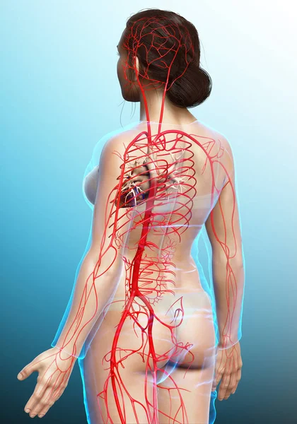 Reso Illustrazione Clinicamente Accurata Delle Arterie Femminili — Foto Stock