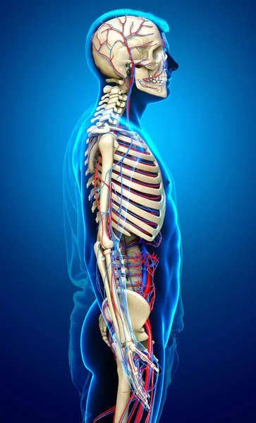 Renderowane Medycznie Dokładna Ilustracja Męskiego Układu Krążenia Szkieletowego — Zdjęcie stockowe