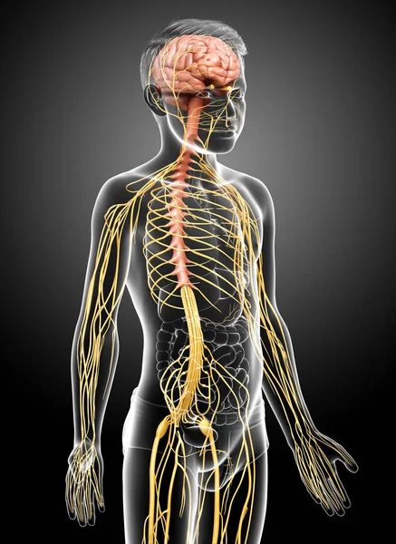 3Dは若い男の子神経系の医学的に正確なイラストをレンダリングしました — ストック写真