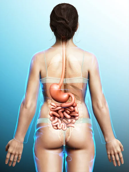 Renderizado Ilustração Medicamente Precisa Estômago Feminino Intestino Delgado — Fotografia de Stock