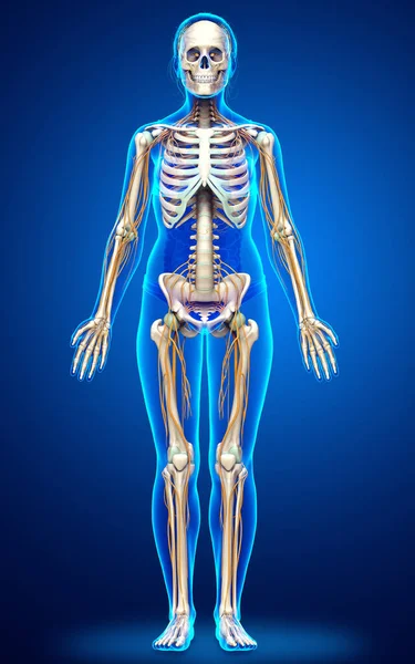 Renderizado Ilustración Médicamente Precisa Sistema Nervioso Esqueleto Femenino —  Fotos de Stock