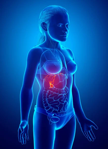 Оказана Медицинская Точная Иллюстрация Девушки Органы Желчного Пузыря Анатомия — стоковое фото