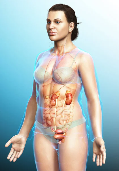 Renderizado Ilustração Medicamente Precisa Dos Rins Femininos — Fotografia de Stock