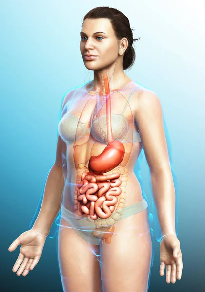 Renderizado Ilustração Medicamente Precisa Estômago Feminino Intestino Delgado — Fotografia de Stock