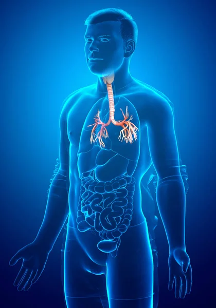 Illustration Der Kehlkopftrachea Bronchi Teil Des Respiratorischen Systems — Stockfoto