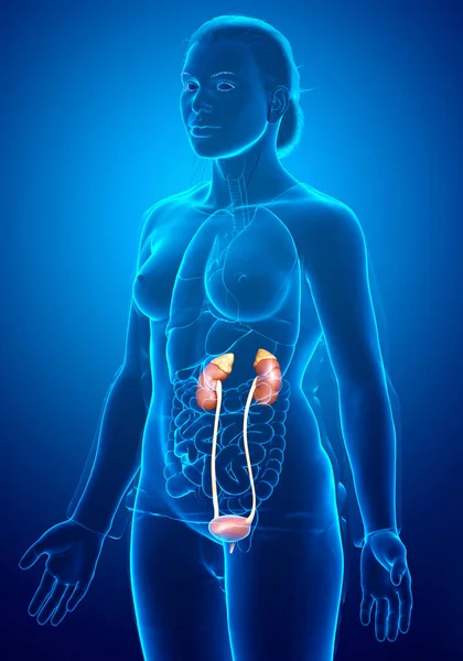 Reso Illustrazione Clinicamente Accurata Dei Reni Femminili — Foto Stock