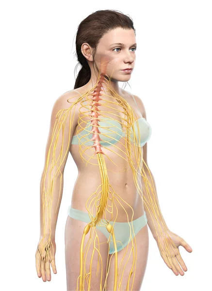 Lékařsky Přesné Ilustrace Mladé Dívky Nervový Systém — Stock fotografie