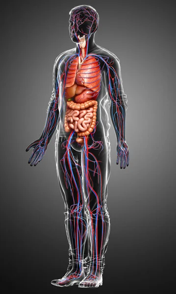 Erkek Dolaşım Sisteminin Organlarının Tıbben Doğru Bir Gösterimi — Stok fotoğraf