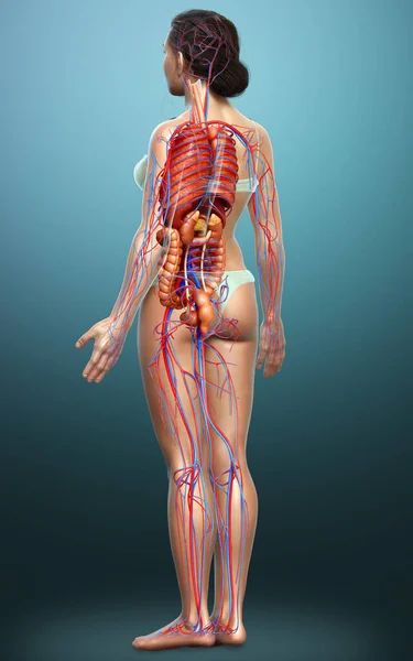 Renderizado Ilustração Medicamente Precisa Órgãos Internos Femininos Sistema Circulatório — Fotografia de Stock