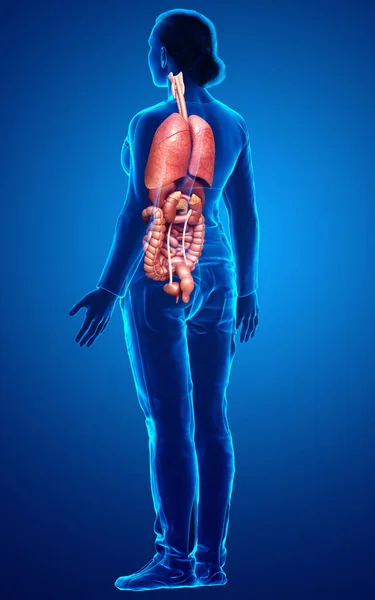 Tıbbi Olarak Kadın Organlarının Doğru Çizimi — Stok fotoğraf