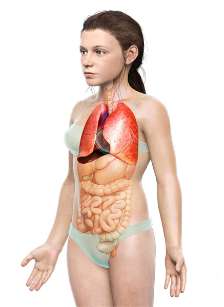 三维绘制的 医学上准确的年轻女孩肺解剖学图像 — 图库照片