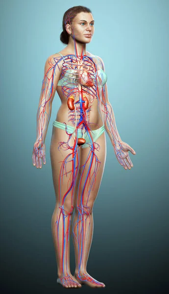 Vykreslené Lékařsky Přesné Ilustrace Ženských Ledvin Oběhového Systému — Stock fotografie