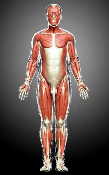Gerenderte Medizinisch Genaue Darstellung Eines Männlichen Muskelsystems — Stockfoto