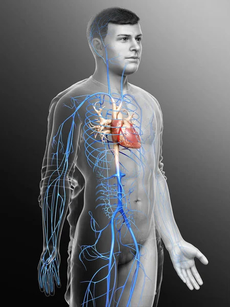 Lékařsky Přesné Ilustrace Mužské Žíly Anatomie — Stock fotografie