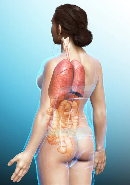 Renderizado Ilustração Medicamente Precisa Uma Anatomia Pulmonar Feminina — Fotografia de Stock