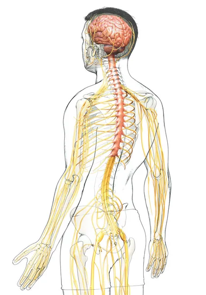 Rendu Illustration Médicalement Précise Système Nerveux Masculin — Photo