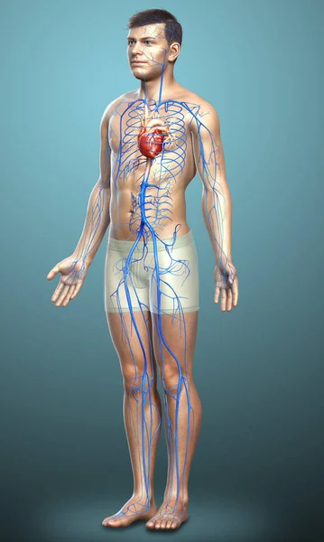 Renderizado Ilustração Medicamente Precisa Uma Anatomia Das Veias Masculinas — Fotografia de Stock