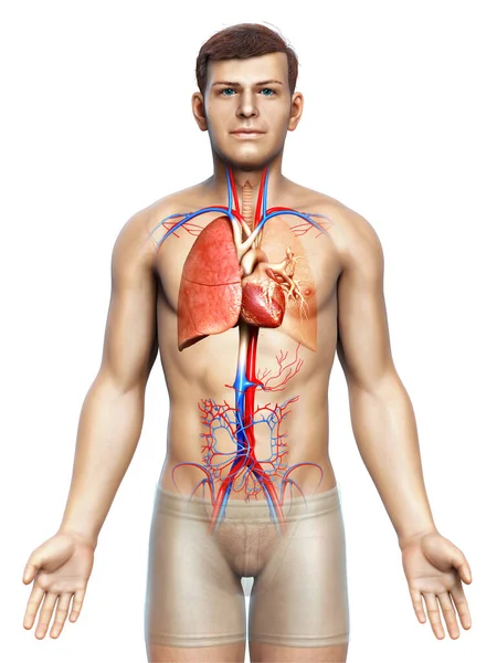 Reso Illustrazione Clinicamente Accurata Anatomia Polmonare Maschile — Foto Stock