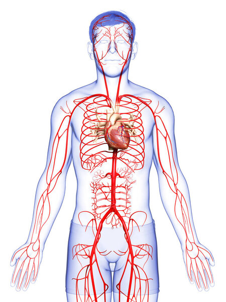 3d оказана медицинская точная иллюстрация мужских артерий
