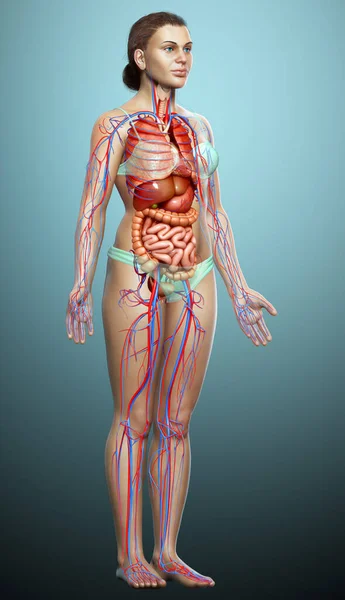 Gjorde Medicinskt Korrekt Illustration Kvinnliga Inre Organ Och Cirkulationssystemet — Stockfoto