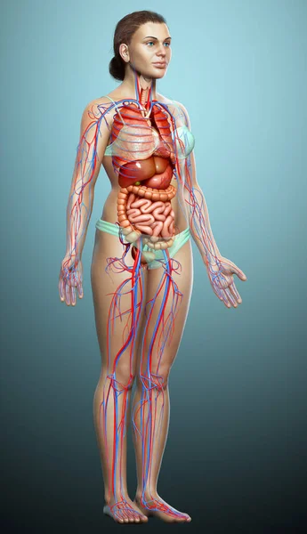 Provedená Lékařsky Přesná Ilustrace Ženského Oběhového Systému Vnitřních Orgánů — Stock fotografie