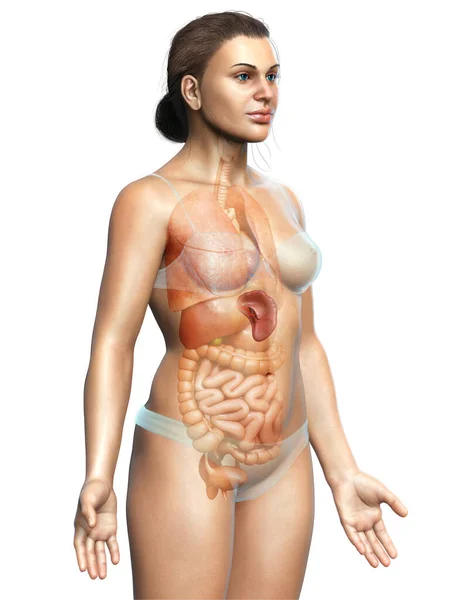 Renderowana Medycznie Dokładna Ilustracja Kobiecej Anatomii Śledziony — Zdjęcie stockowe