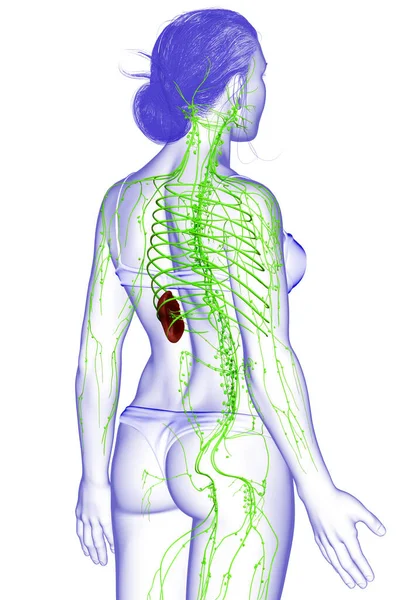 Gjorde Medicinskt Korrekt Illustration Ett Kvinnligt Lymfsystem — Stockfoto