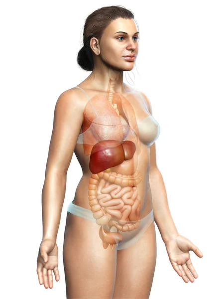 Renderizado Ilustração Medicamente Precisa Anatomia Hepática Feminina — Fotografia de Stock