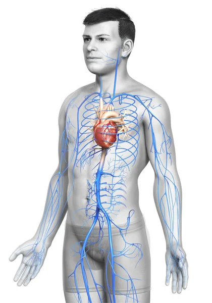Medisch Nauwkeurige Illustratie Van Een Mannelijke Aderen Anatomie — Stockfoto