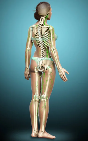 3Dは 女性リンパ系の医学的に正確なイラストをレンダリングしました — ストック写真