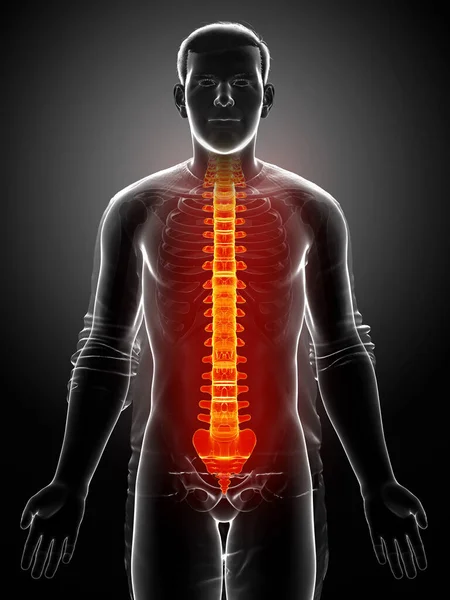 Renderizado Ilustración Médicamente Precisa Una Columna Vertebral Iluminada — Foto de Stock